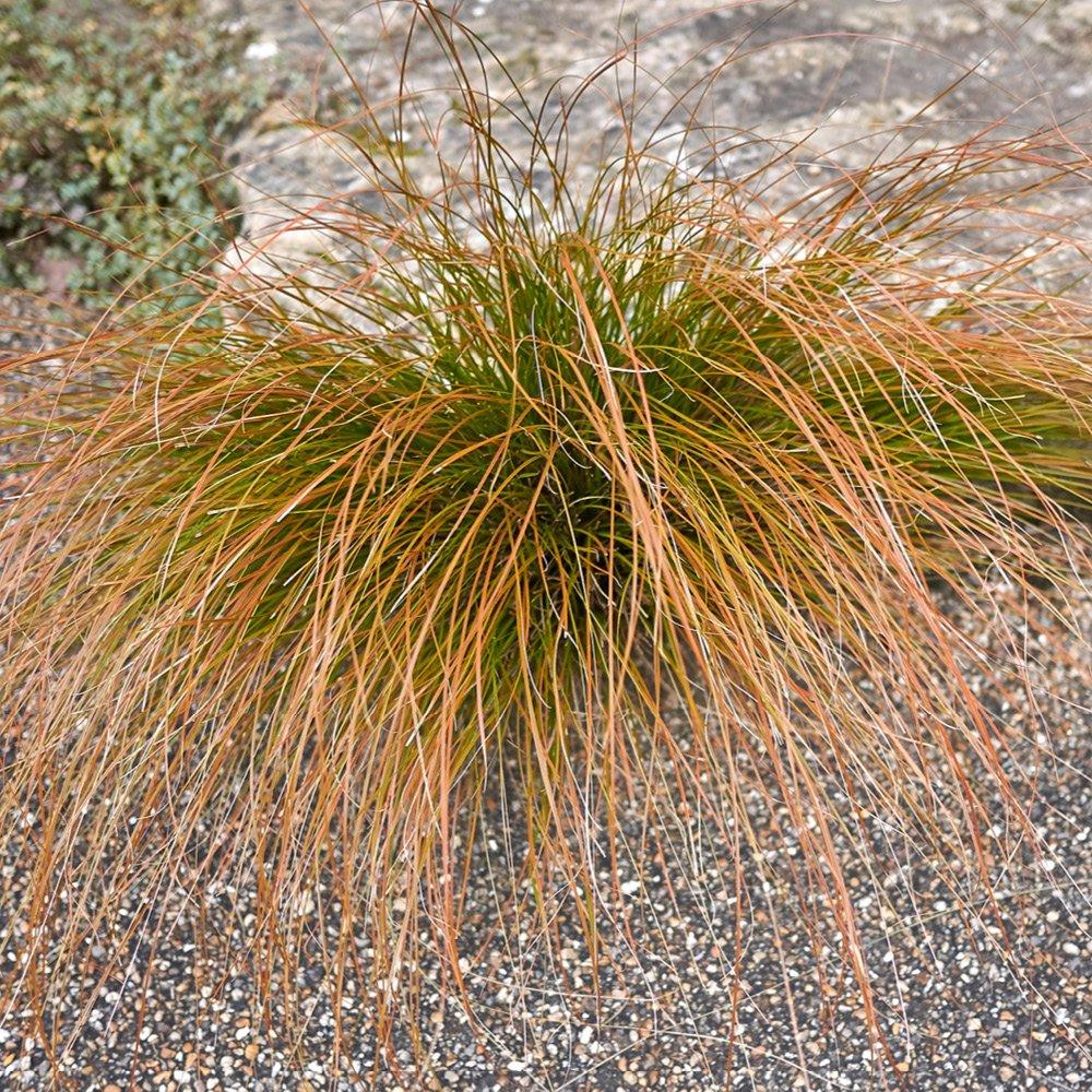 Multi - YouGarden - Buchanans Sedge Grass - Carex buchananii 3 x 9cm - 1