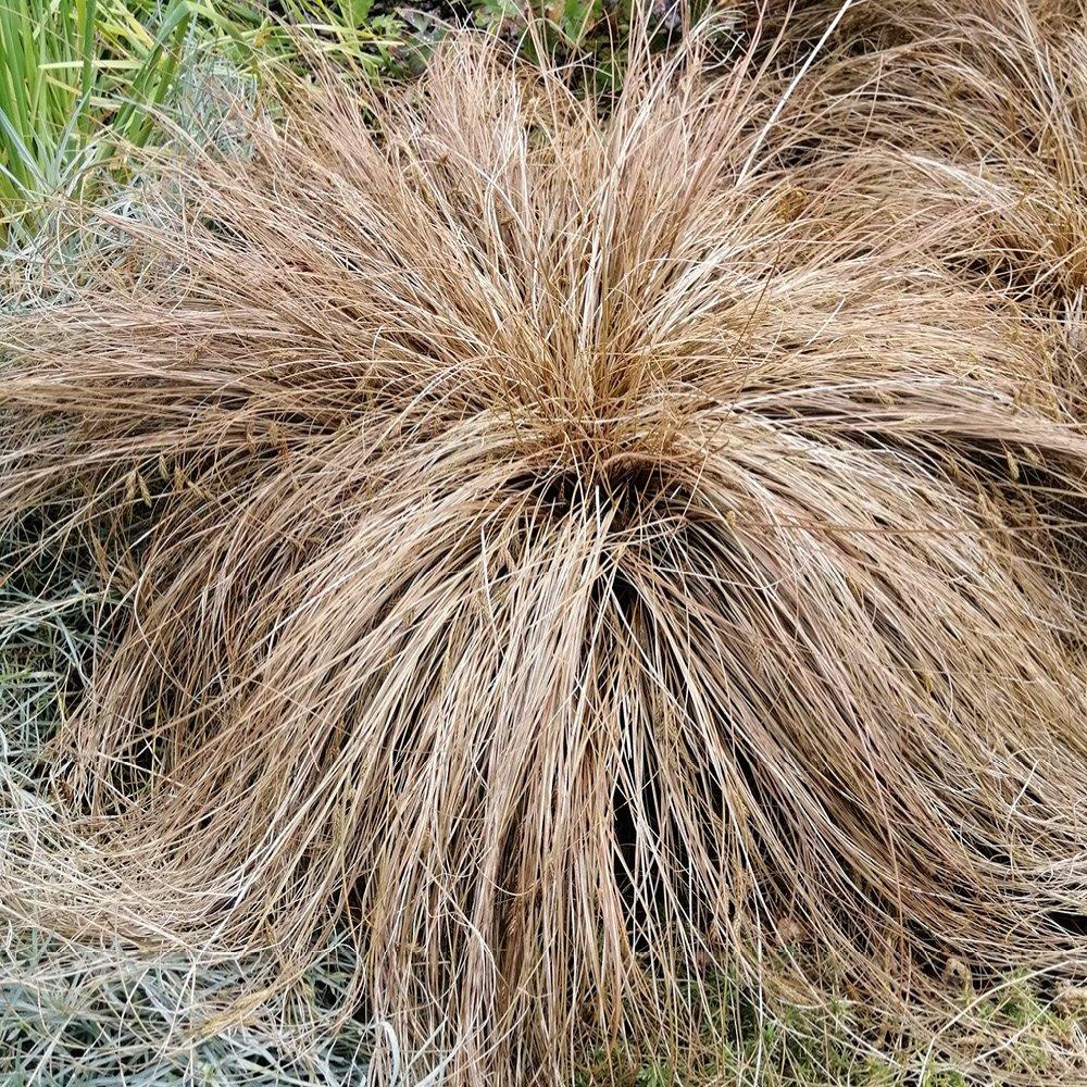 Multi - YouGarden - Buchanans Sedge Grass - Carex buchananii 3 x 9cm - 2