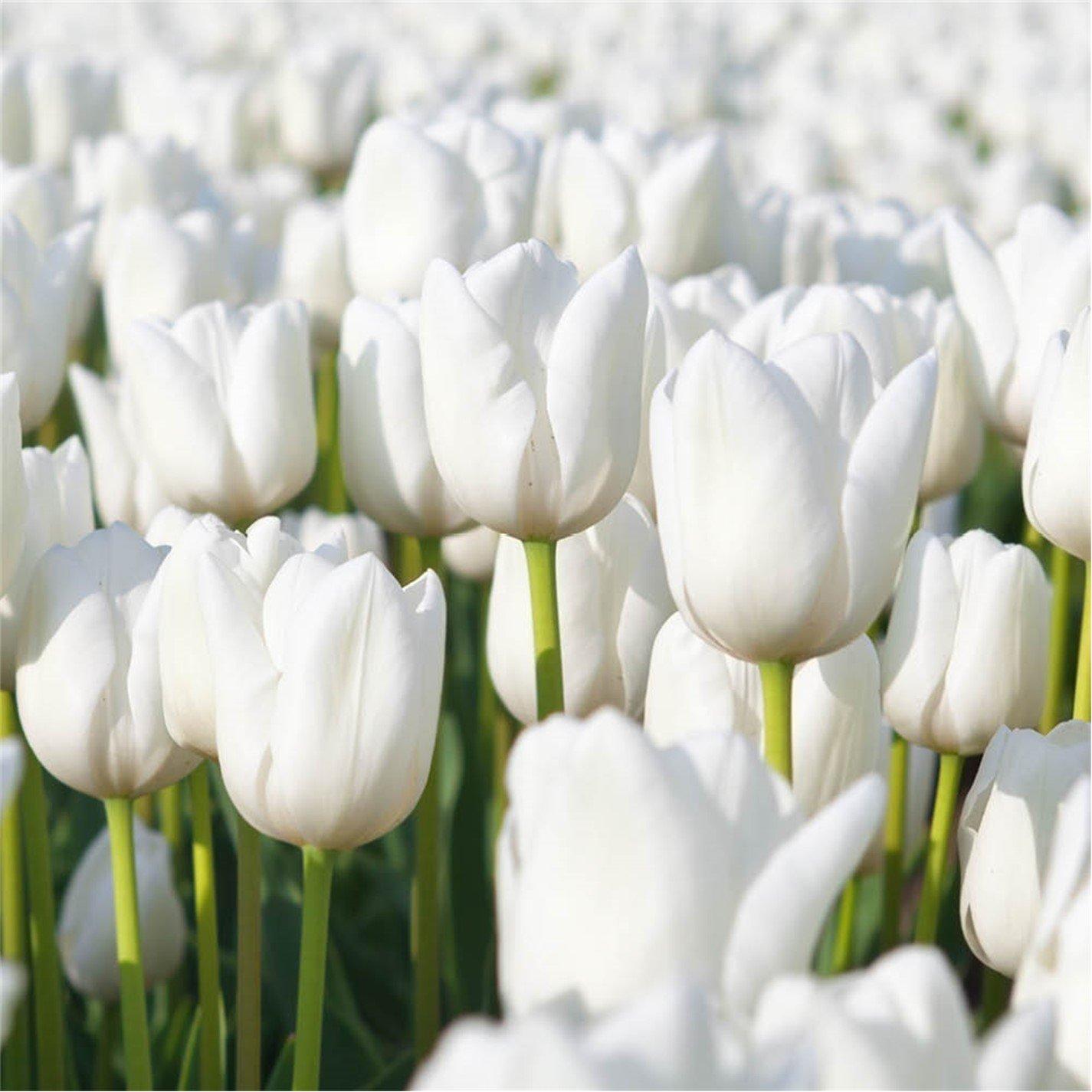 White - YouGarden - Tulip Triumph White (15 bulbs) - 1