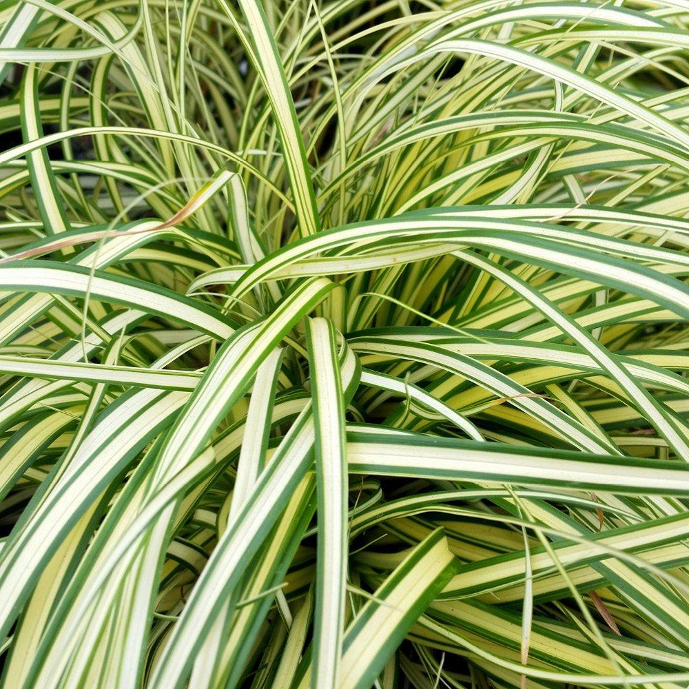 Multi - YouGarden - Japanese Sedge Grass - Carex Evergold(3 x 9cm) - 1