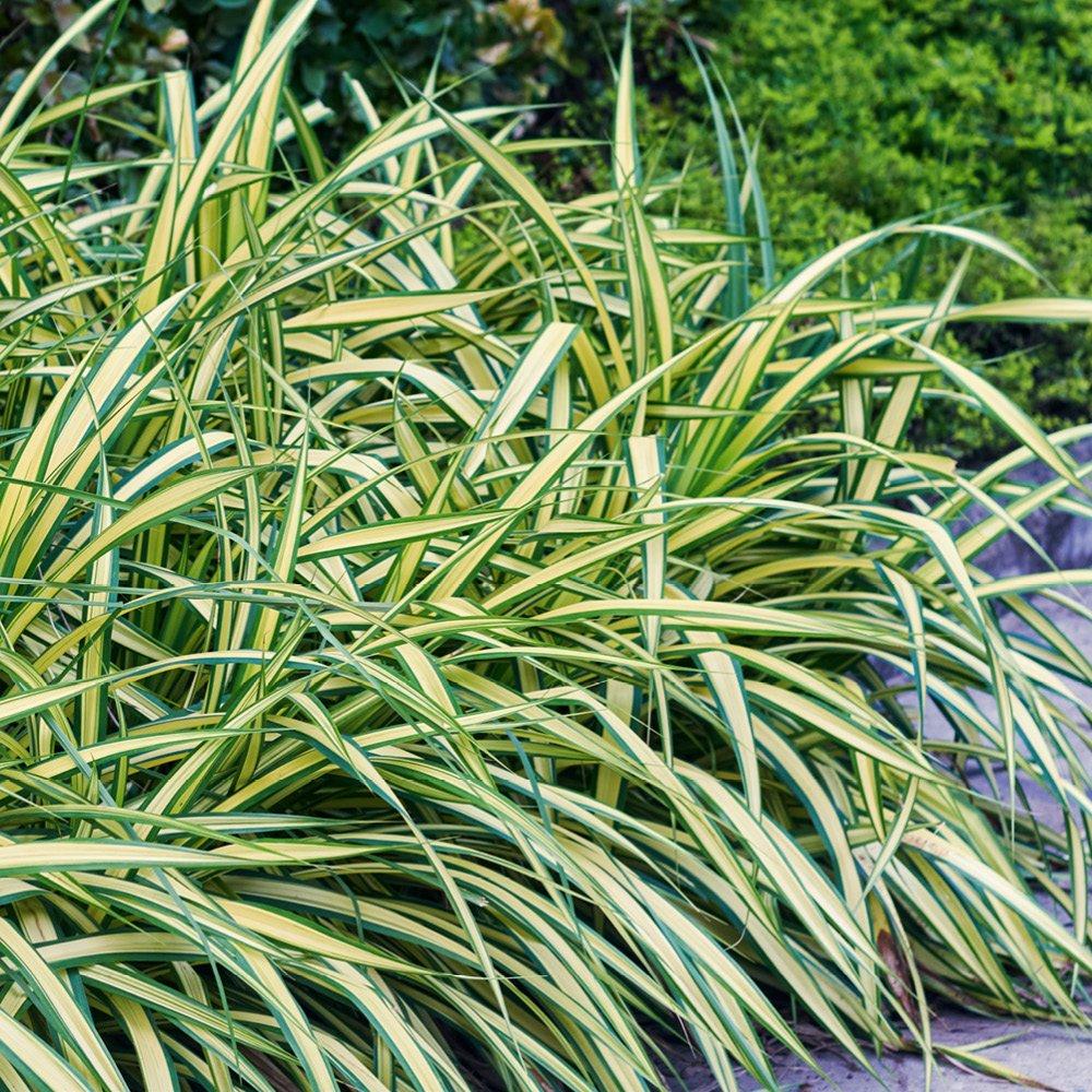 Multi - YouGarden - Japanese Sedge Grass - Carex Evergold(3 x 9cm) - 2