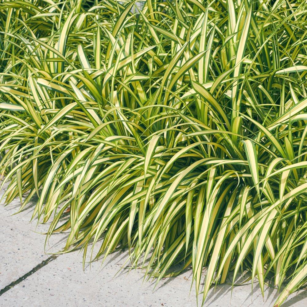 Multi - YouGarden - Japanese Sedge Grass - Carex Evergold(3 x 9cm) - 3