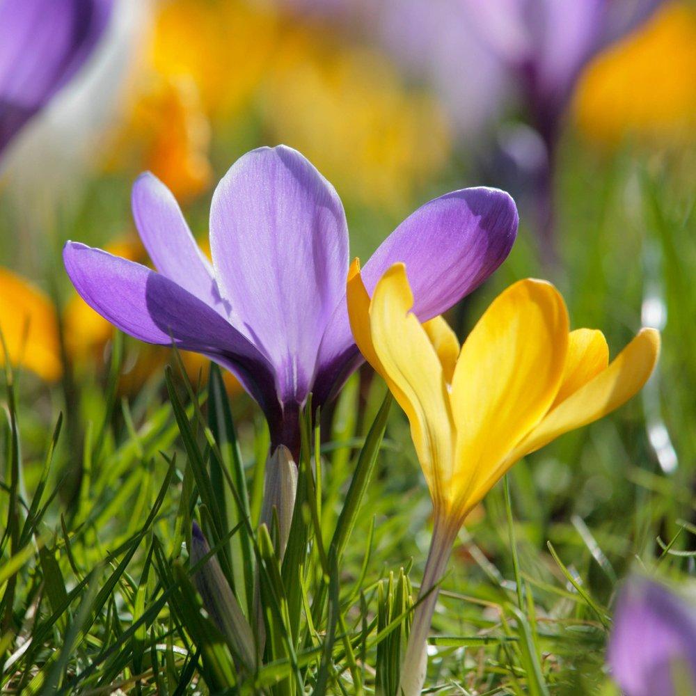 Multi - YouGarden - Species Crocus Mixed Colours (30 bulbs) - 1