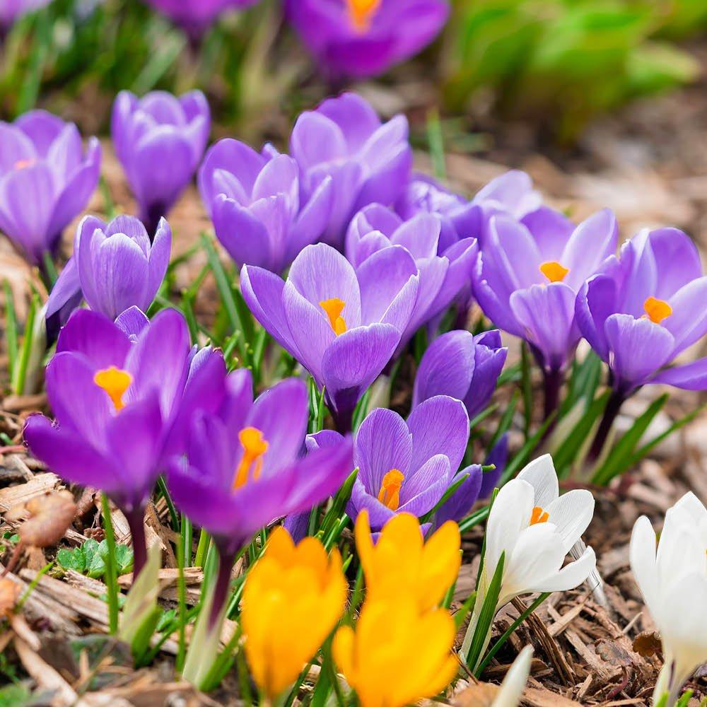 Multi - YouGarden - Species Crocus Mixed Colours (30 bulbs) - 2