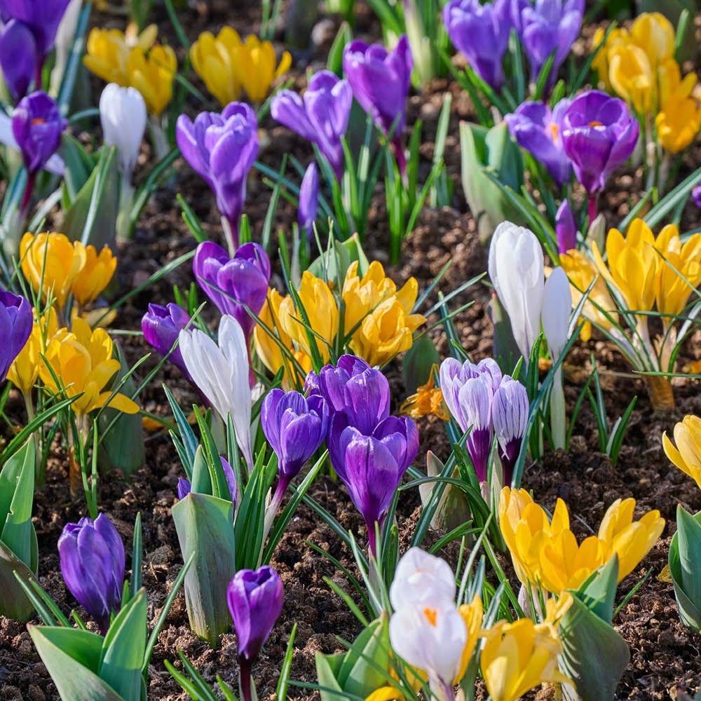 Multi - YouGarden - Species Crocus Mixed Colours (30 bulbs) - 3