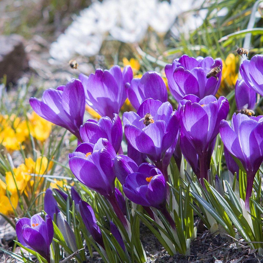 Multi - YouGarden - Species Crocus Mixed Colours (30 bulbs) - 4