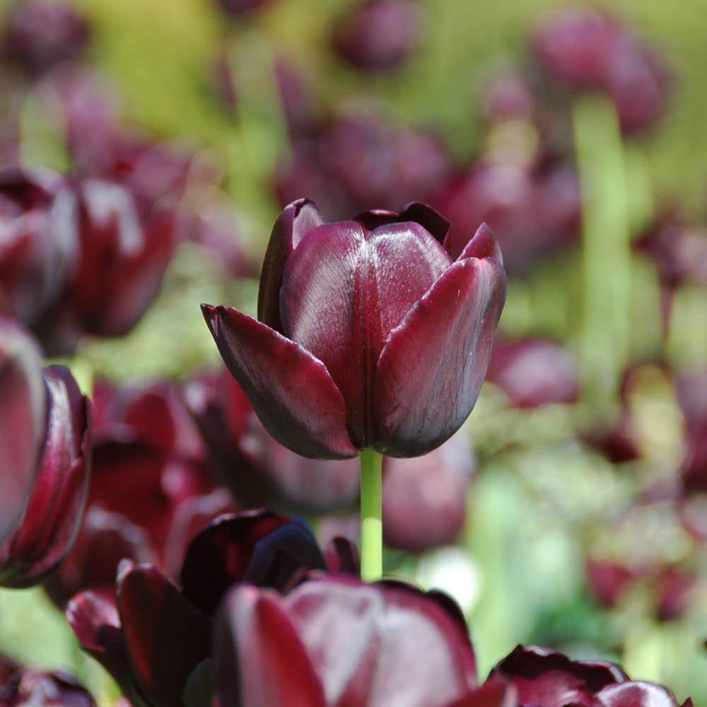 Purple - YouGarden - Tulip Queen of the Night 30 bulbs - 1