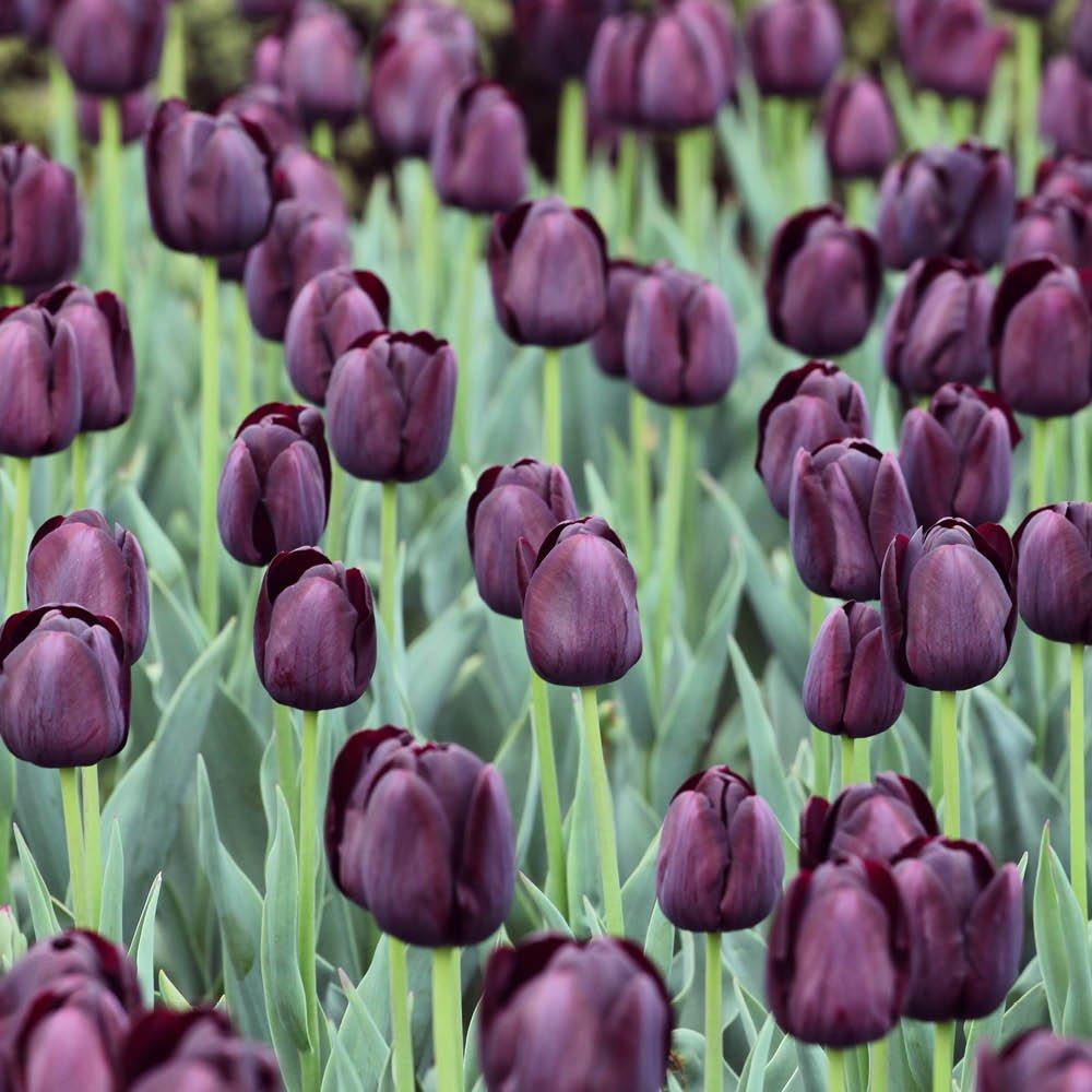 Purple - YouGarden - Tulip Queen of the Night 30 bulbs - 2