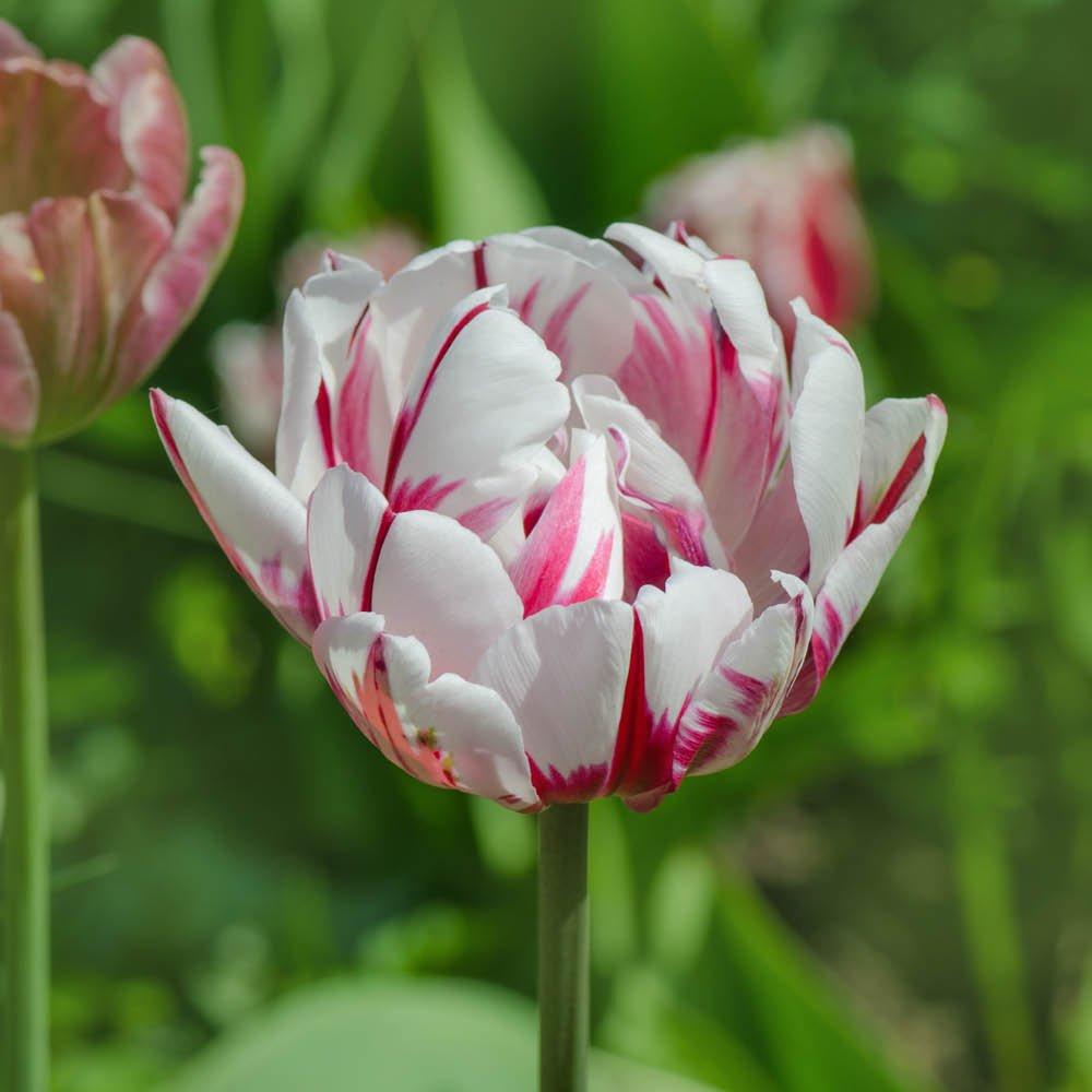 Multi - YouGarden - Tulips Carnaval de Nice 20 bulbs - 3