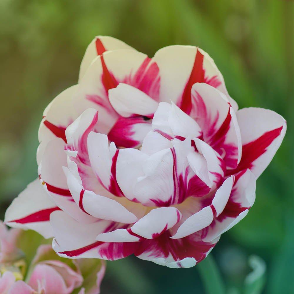 Multi - YouGarden - Tulips Carnaval de Nice 20 bulbs - 4