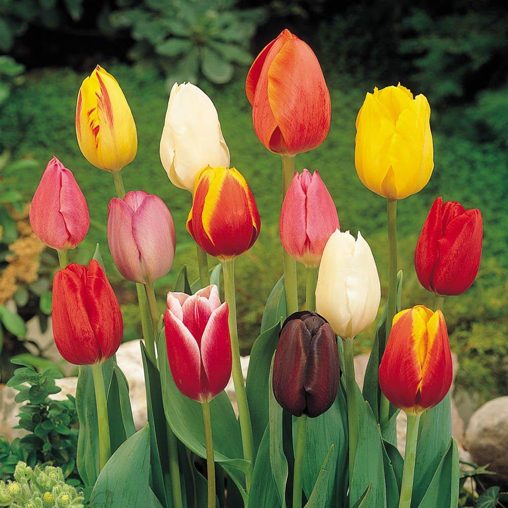 Multi - YouGarden - Tulip Triumph Mixed 30 bulbs - 1