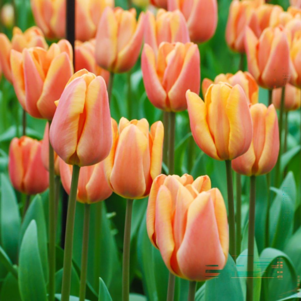 Multi - YouGarden - Tulip Apricot Fox 24 bulbs - 1