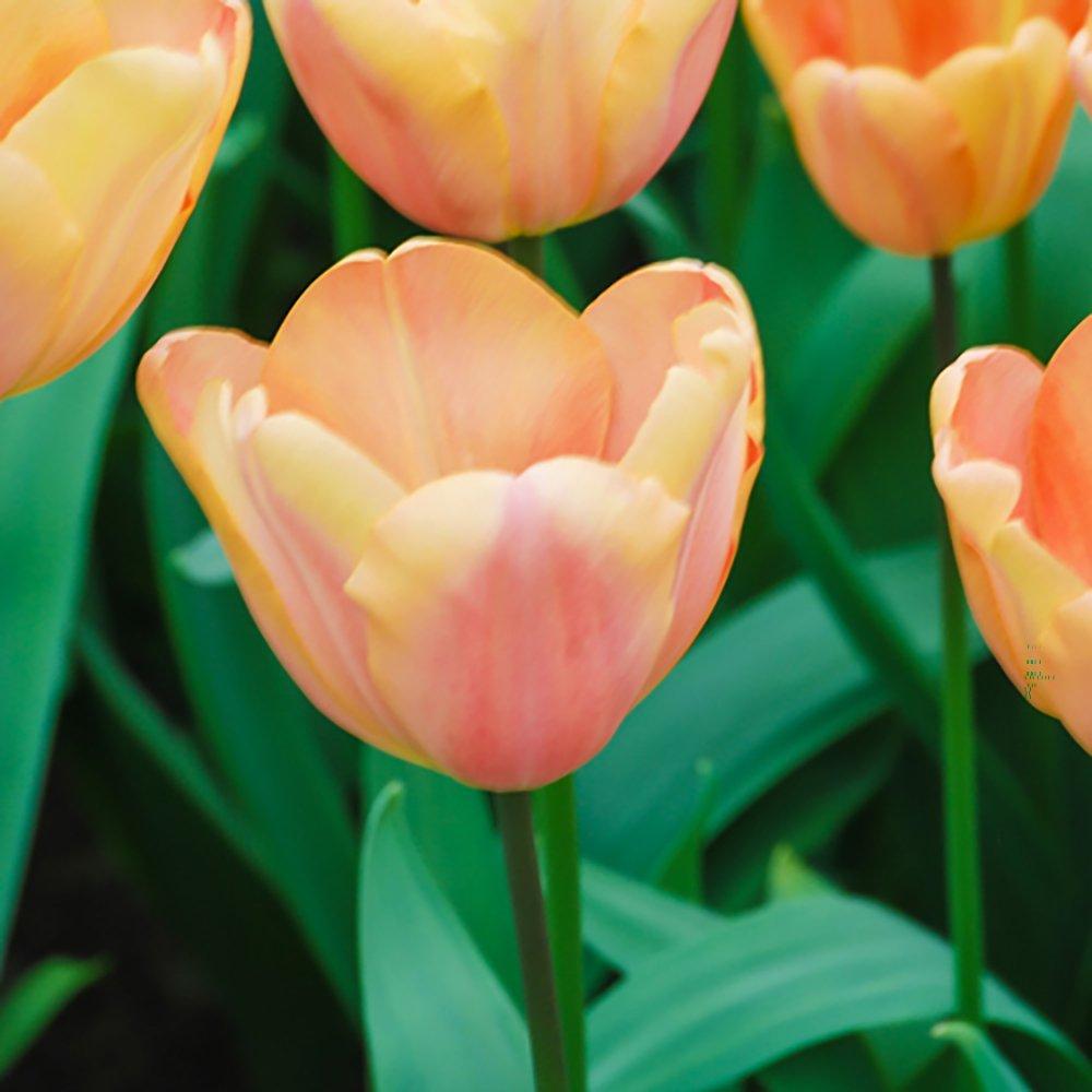 Multi - YouGarden - Tulip Apricot Fox 24 bulbs - 2