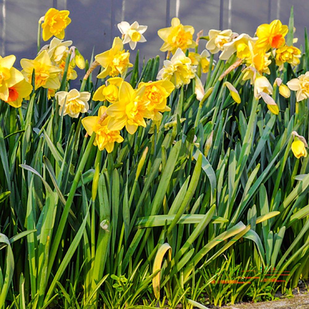 Multi - YouGarden - Mixed Narcissus (50 bulbs) - 1