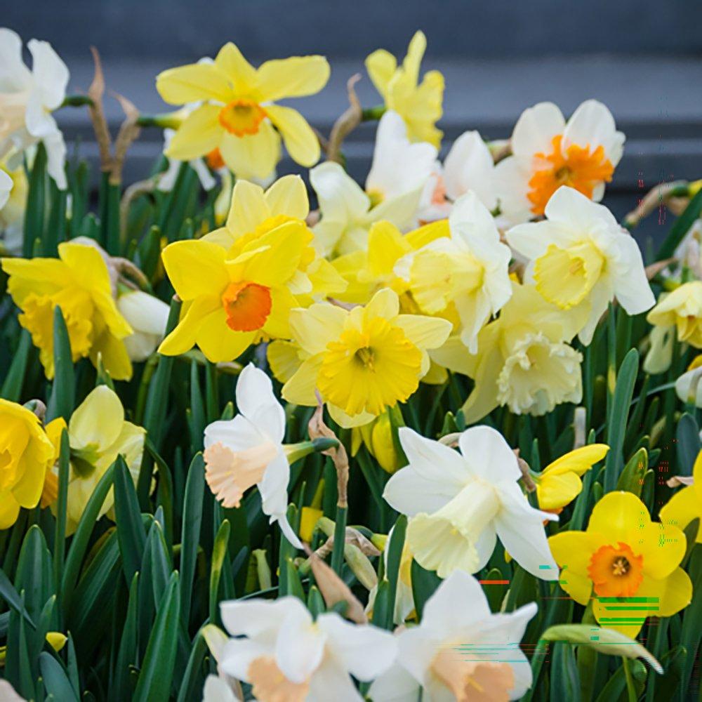 Multi - YouGarden - Mixed Narcissus (50 bulbs) - 2