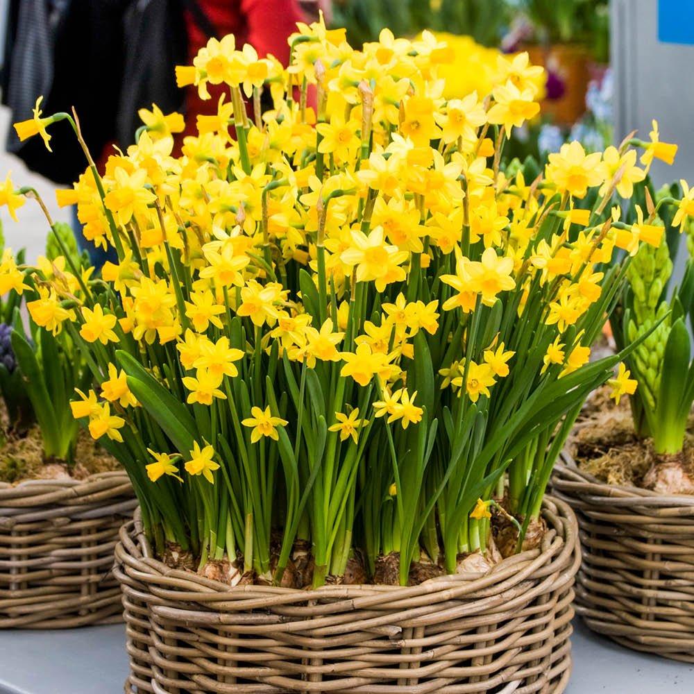 Yellow - YouGarden - Narcissus Tete a Tete (200 bulbs) - 1