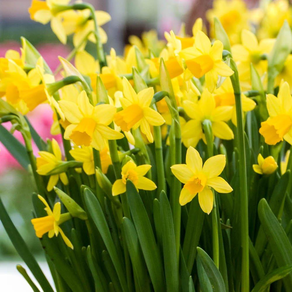 Yellow - YouGarden - Narcissus Tete a Tete (200 bulbs) - 2