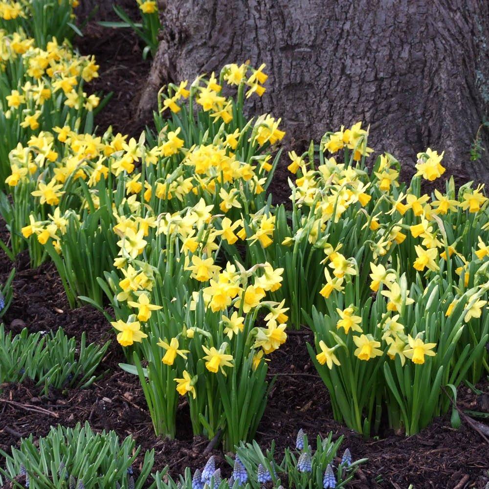 Yellow - YouGarden - Narcissus Tete a Tete (200 bulbs) - 3