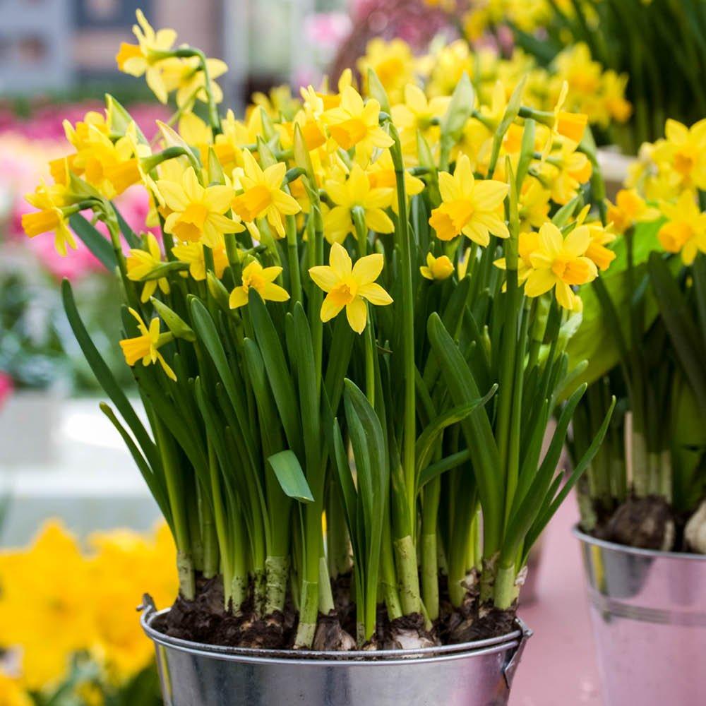Yellow - YouGarden - Narcissus Tete a Tete (200 bulbs) - 4