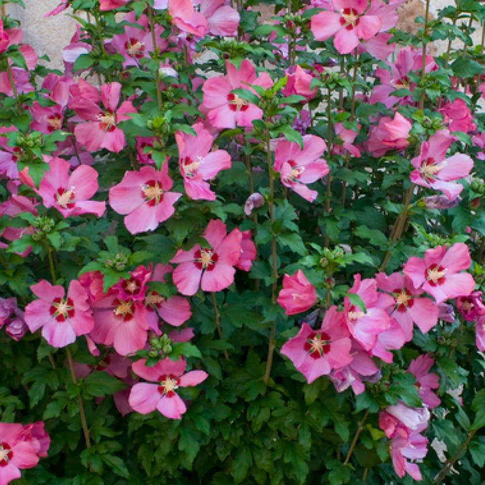 Pink - YouGarden - Pair of Hibiscus Mini Standard Woodbridge 15cm Pot - 2