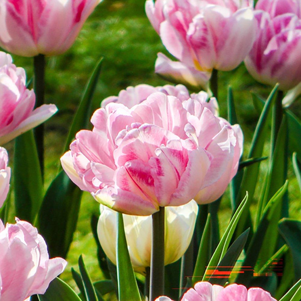 Pink - YouGarden - Tulip Double Pinks (40 bulbs) - 2