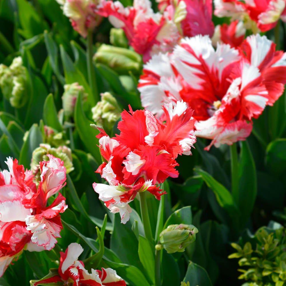 Multi - YouGarden - Tulip Estella Rijnveld (24 bulbs) - 1