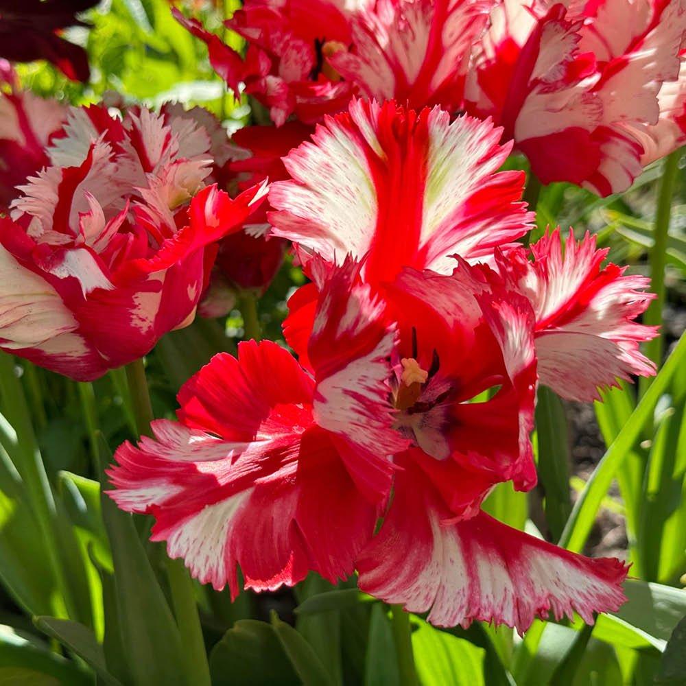 Multi - YouGarden - Tulip Estella Rijnveld (24 bulbs) - 2