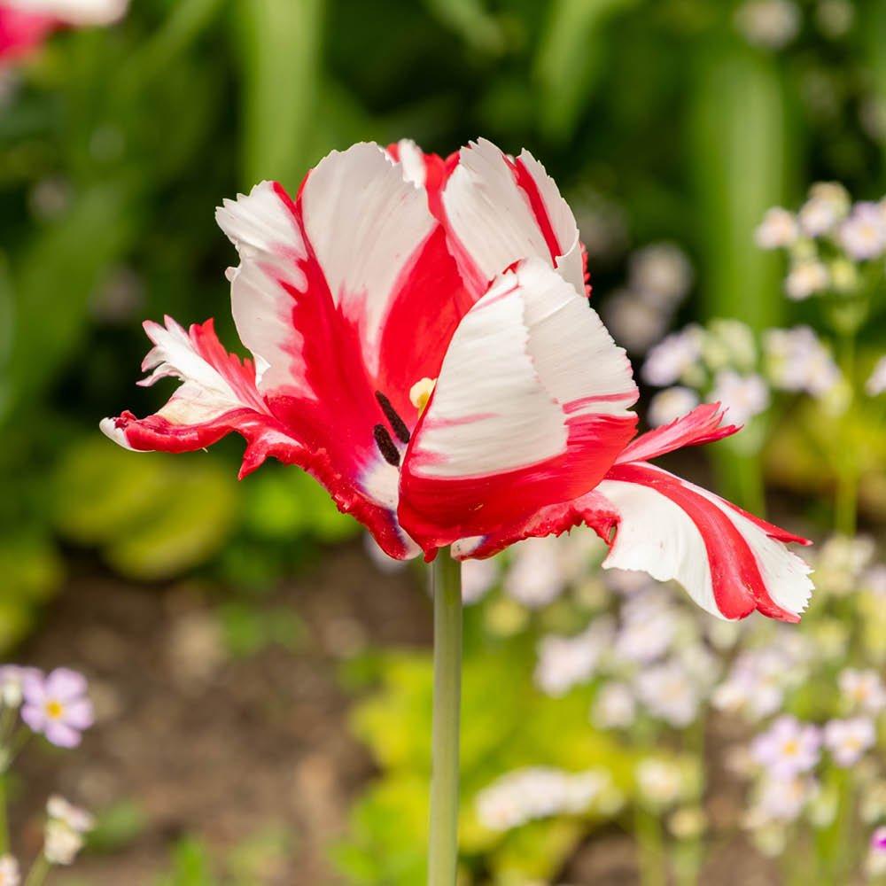 Multi - YouGarden - Tulip Estella Rijnveld (24 bulbs) - 3