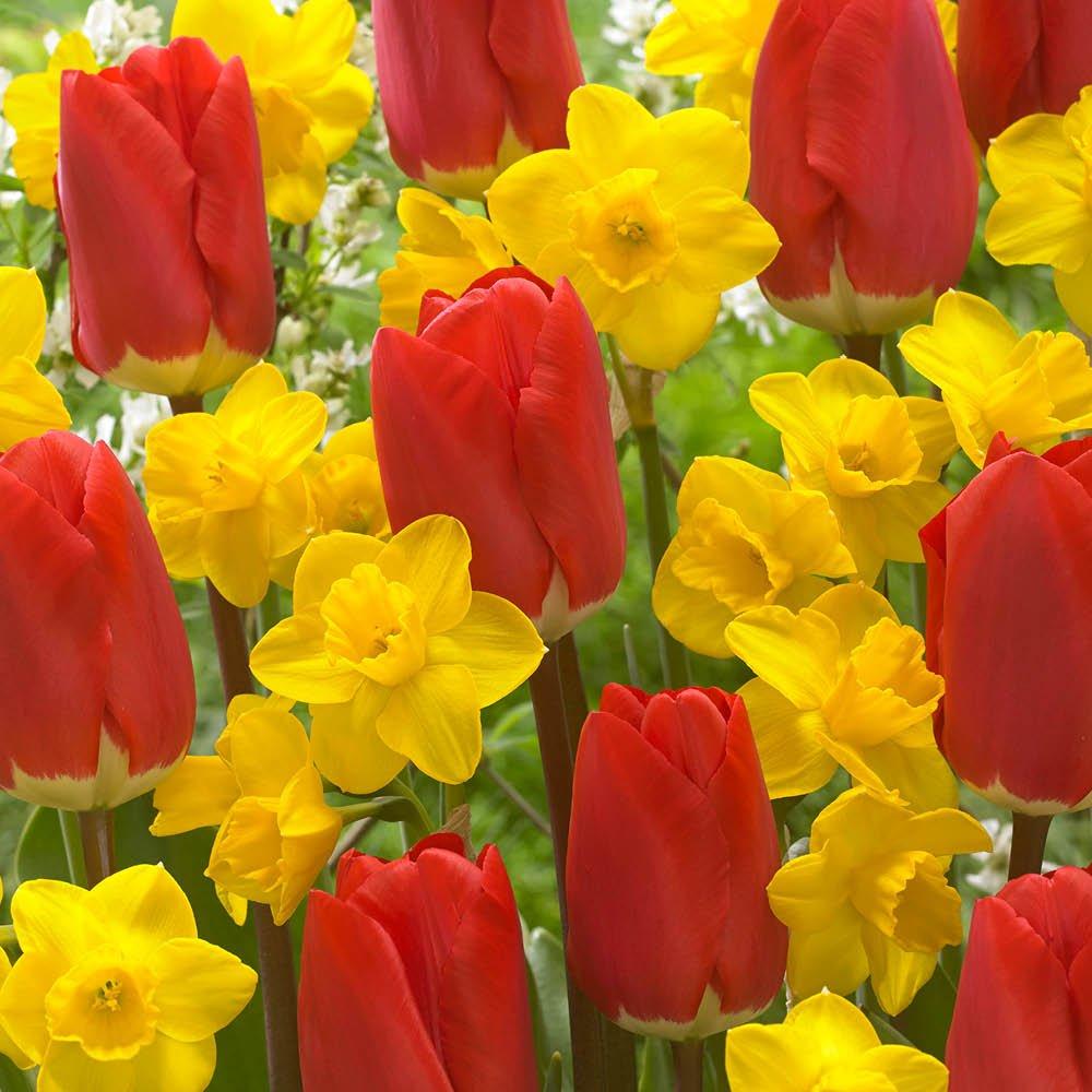 Multi - YouGarden - Tulip & Narcissus Tete a Tete Collection 100 bulbs - 1