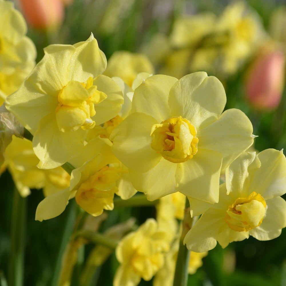 Ye - YouGarden - Narcissus Yellow Cheerfulness 15 bulbs - 3