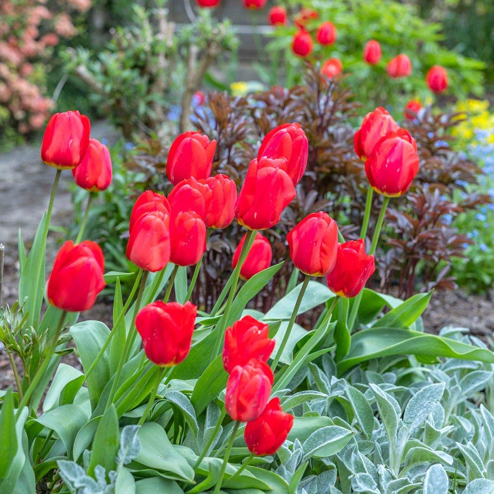 Multi - YouGarden - Tulip & Narcissus Tete a Tete Collection 50 bulbs - 1
