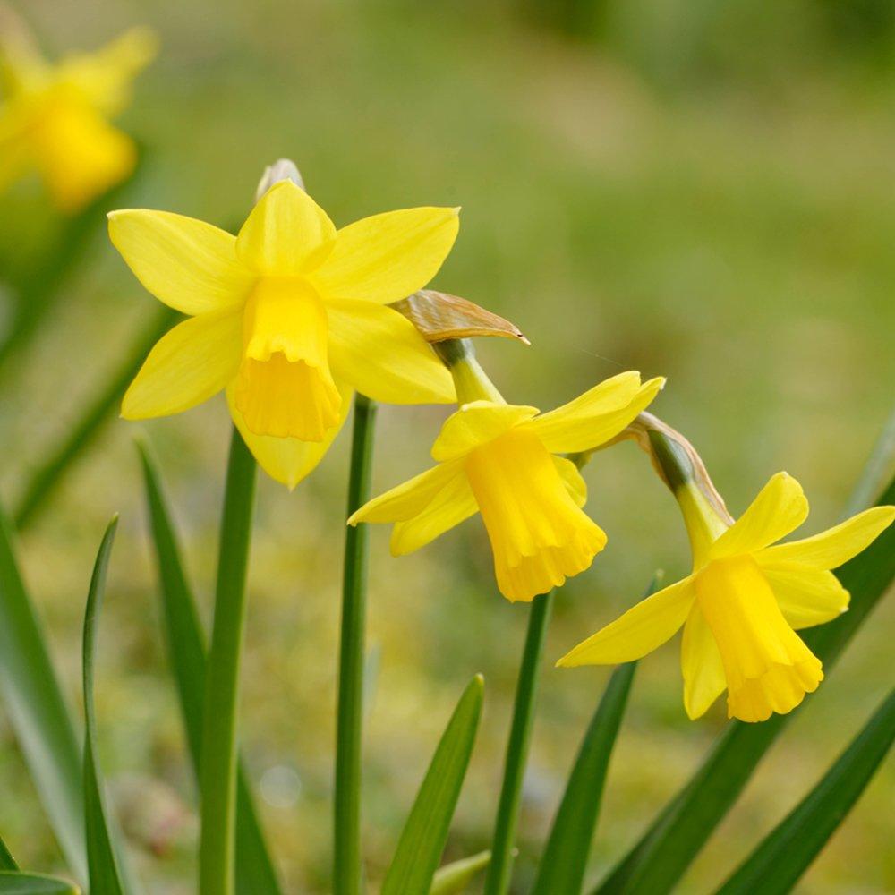 Multi - YouGarden - Tulip & Narcissus Tete a Tete Collection 50 bulbs - 2