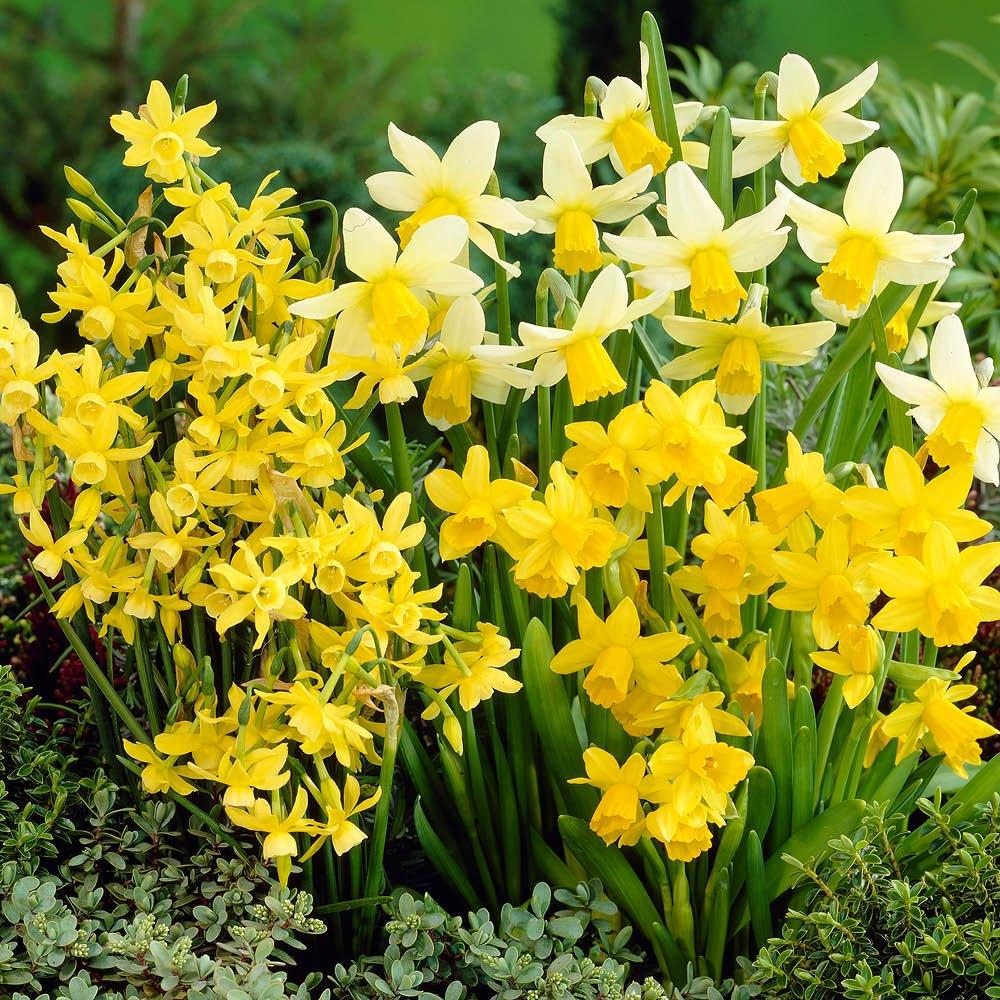 Multi - YouGarden - Miniature Narcissus - Mixed (70 bulbs) - 1