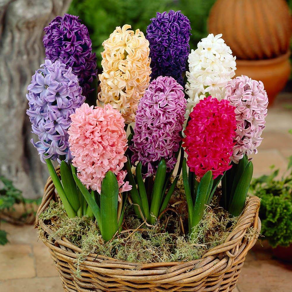 Multi - YouGarden - Mixed Garden Hyacinth Pack - 20 Bulbs - 2