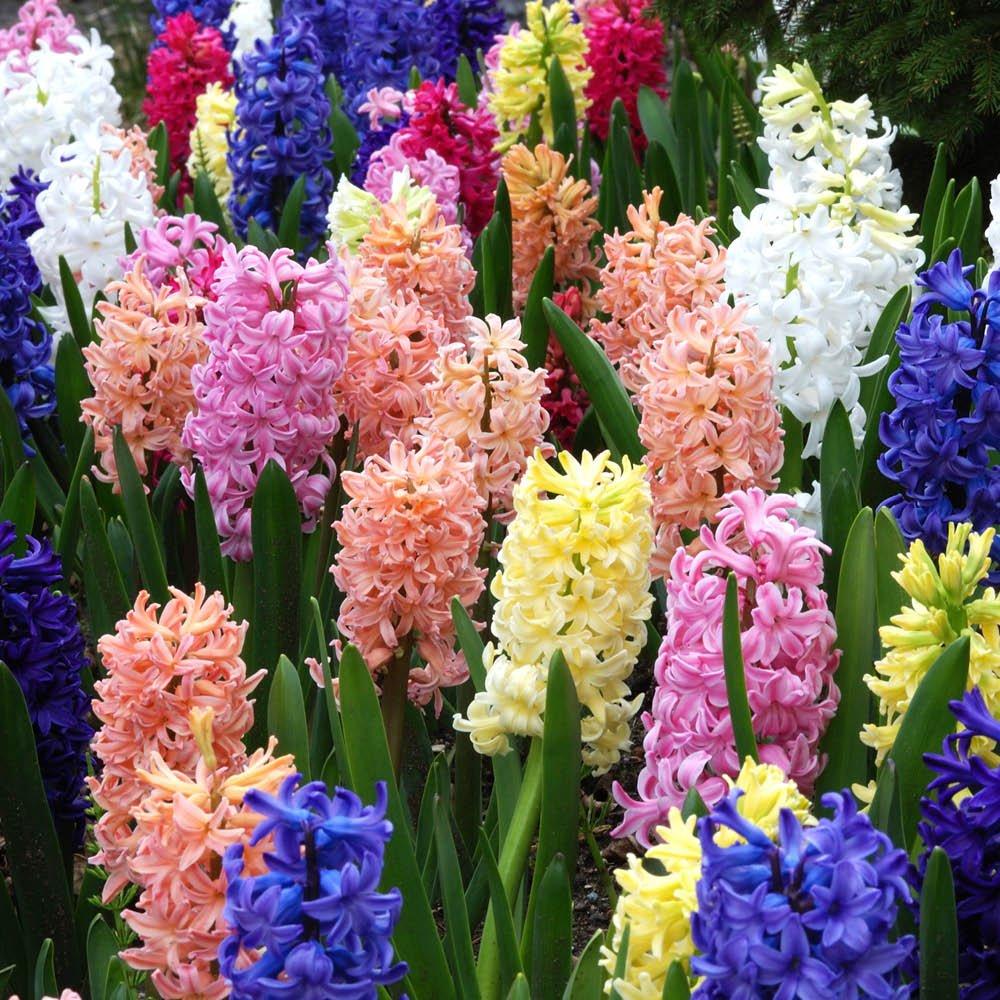Multi - YouGarden - Mixed Garden Hyacinth Pack - 20 Bulbs - 3