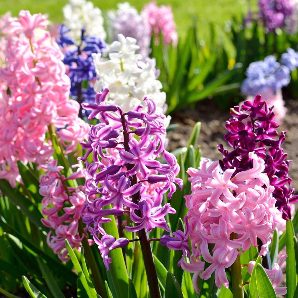 Multi - YouGarden - Mixed Garden Hyacinth Pack - 20 Bulbs - 4