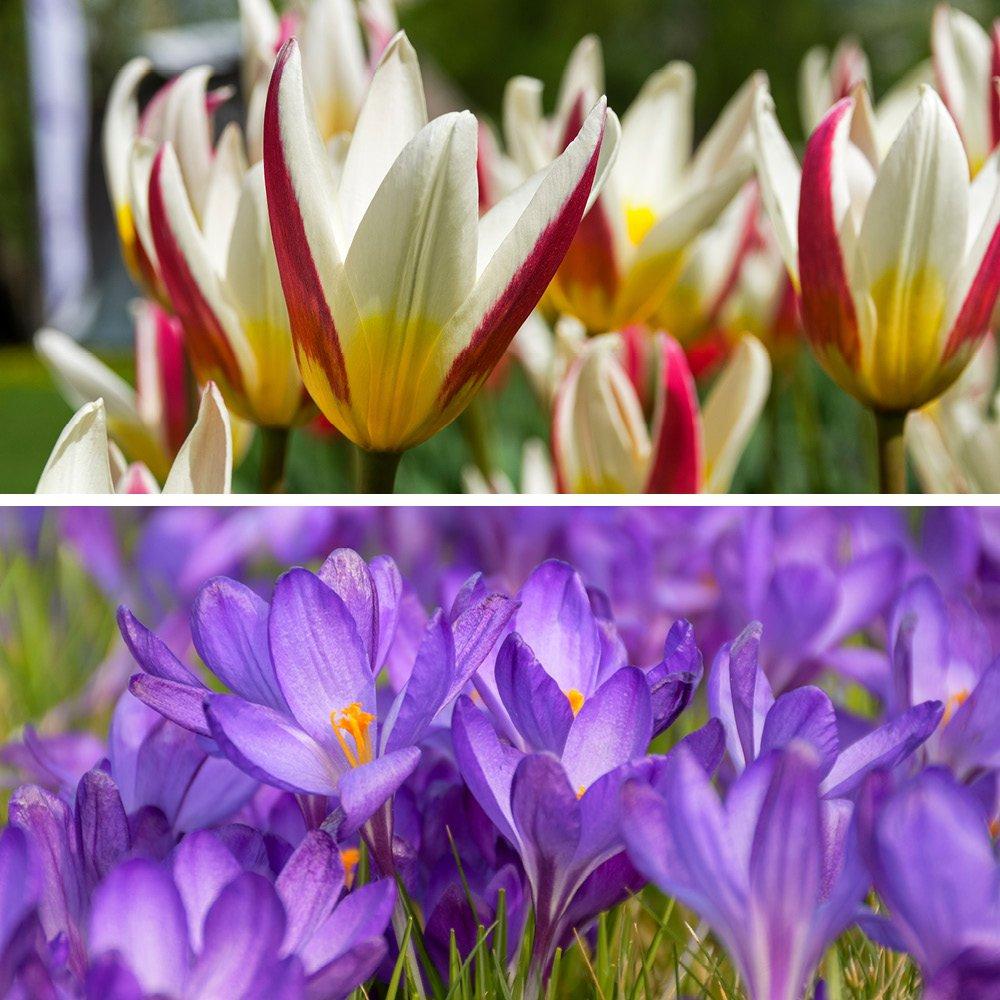 Multi - YouGarden - First Spring Tulip and Crocus Mix 48 bulbs - 1