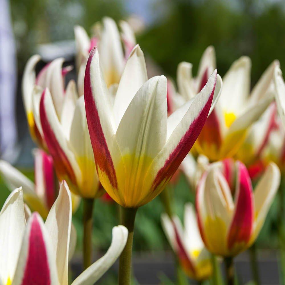 Multi - YouGarden - First Spring Tulip and Crocus Mix 48 bulbs - 2