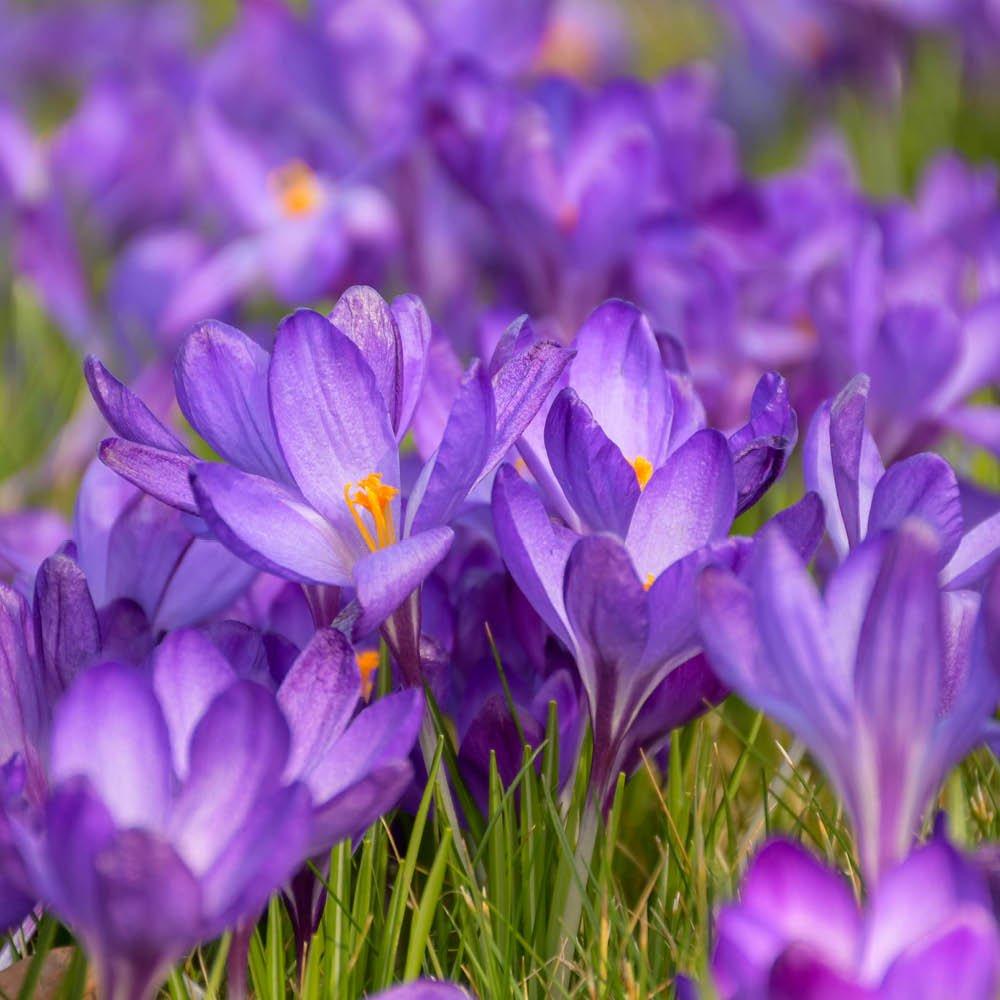 Multi - YouGarden - First Spring Tulip and Crocus Mix 48 bulbs - 3