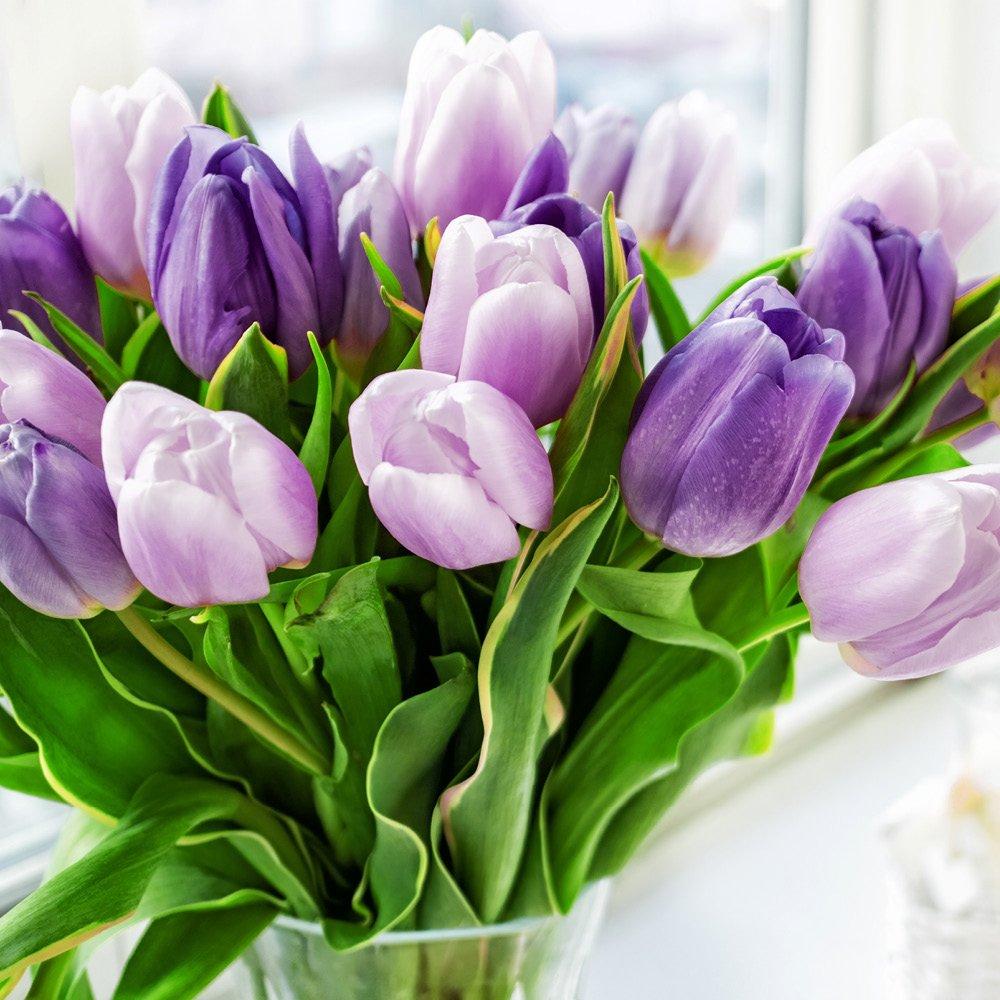 Multi - YouGarden - Tulip Paradise Purple (40 bulbs) - 1