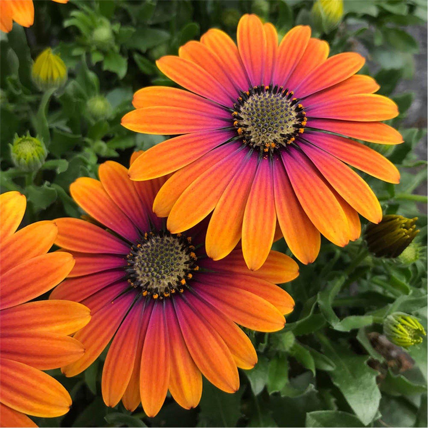 Multi - YouGarden - Osteospurmum Purple Sun - 6 x 9cm Pots - 1