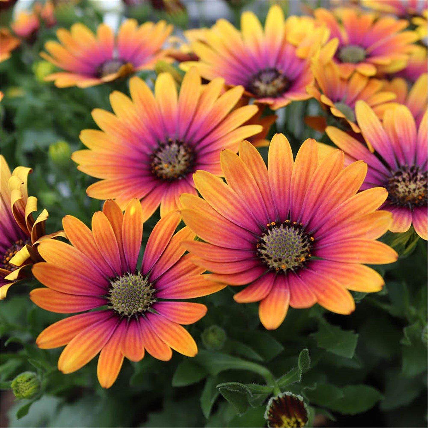 Multi - YouGarden - Osteospurmum Purple Sun - 6 x 9cm Pots - 2