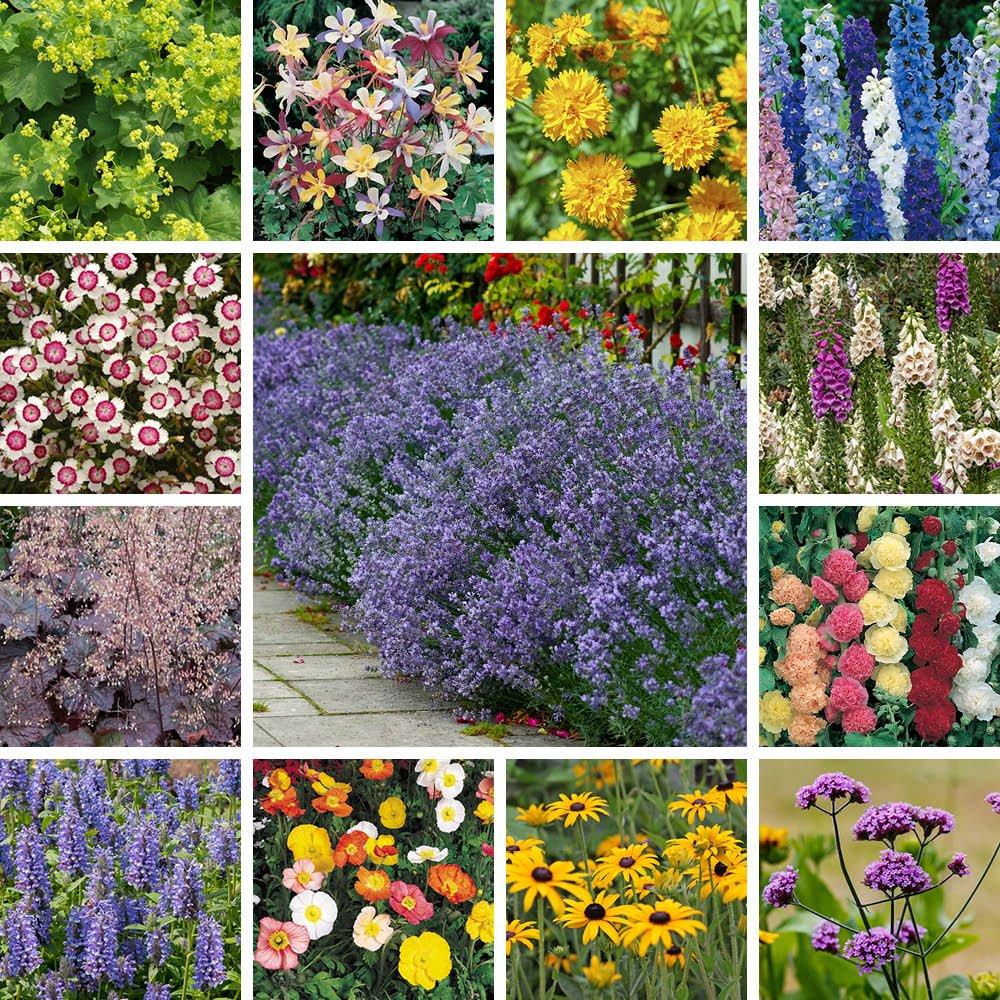 Yougarden  Lavender & Perennial Collection - 24 Plug Plants -  - 24 Plugs