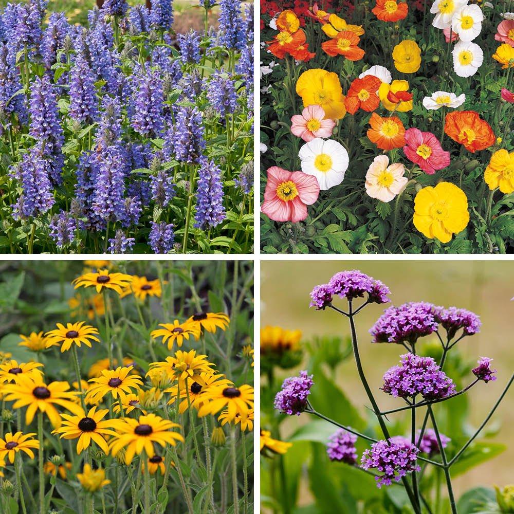Multi - YouGarden - Lavender & Perennial Collection - 24 Plug Plants - 2