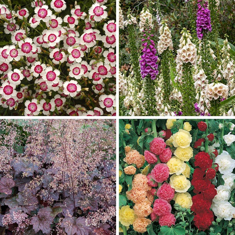 Multi - YouGarden - Lavender & Perennial Collection - 24 Plug Plants - 3