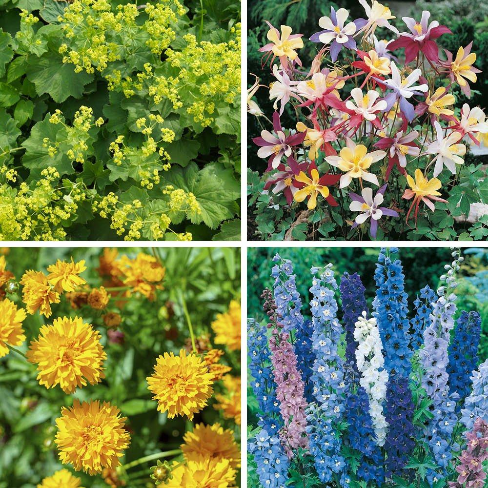 Multi - YouGarden - Lavender & Perennial Collection - 24 Plug Plants - 4