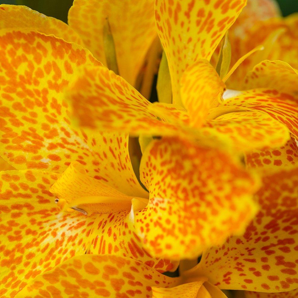 Yougarden  Canna Cannova Orchid (9Cm Pot) - 