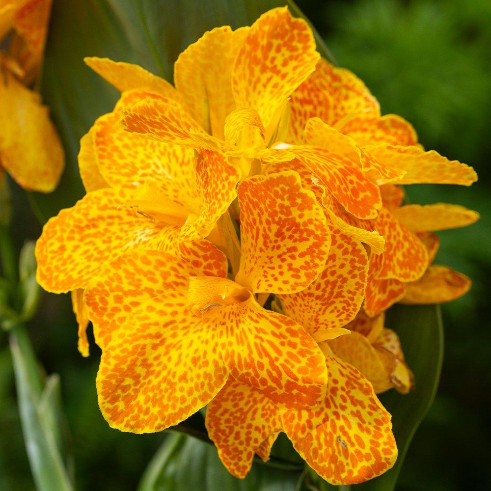 Multi - YouGarden - Canna Cannova Orchid (9cm Pot) - 2