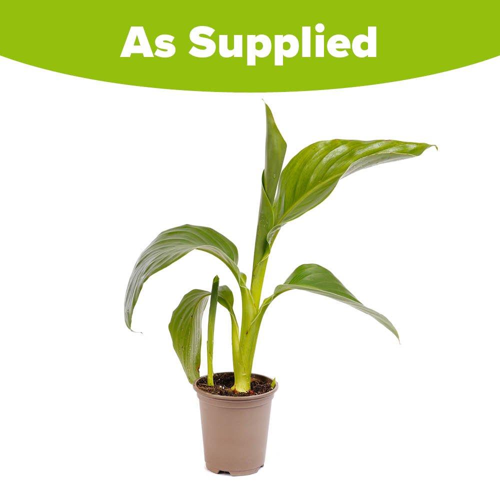 Multi - YouGarden - Canna Cannova Orchid (9cm Pot) - 3
