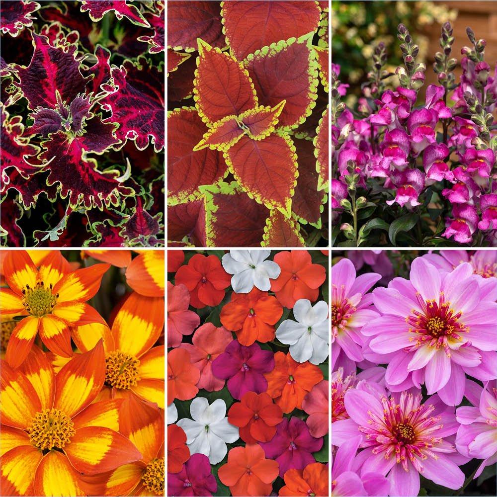 Multi - YouGarden - Summer Flowering Bedding Collection 12 x 9cm Pots - 2